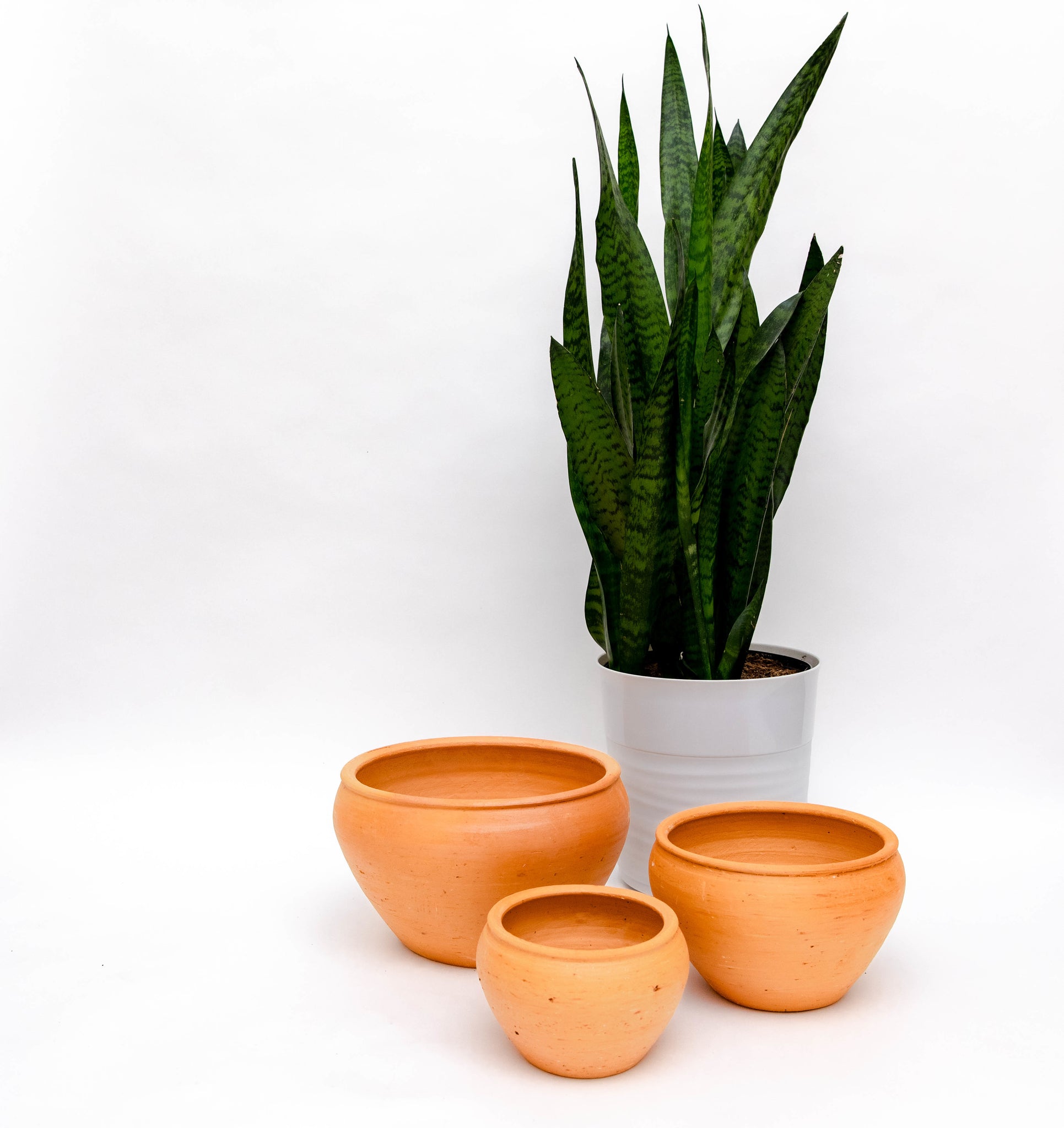Clay Aloe Pots