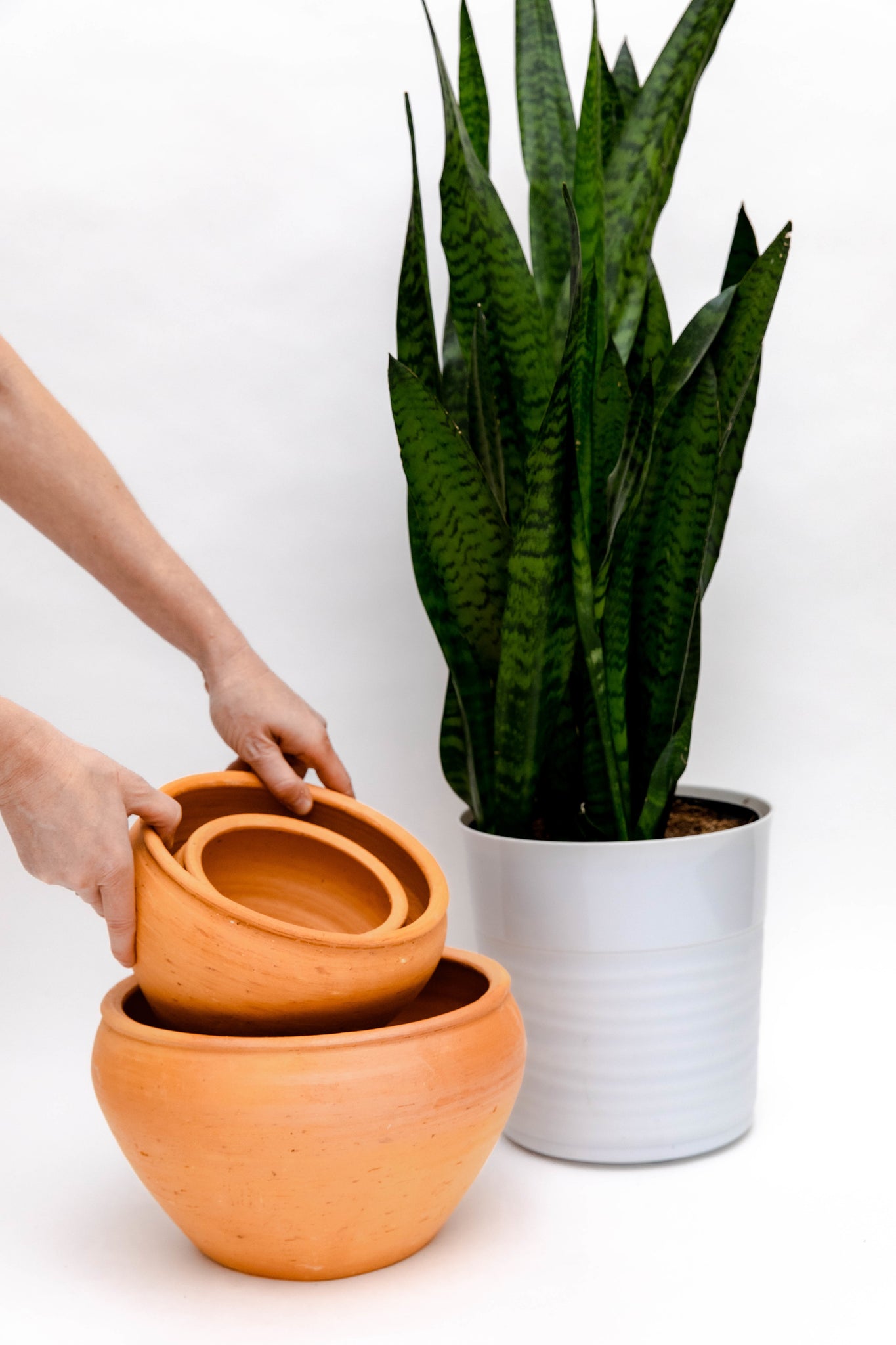 Clay Aloe Pots